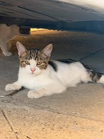 Gatto incrocio tra Scottish Fold e meticcio