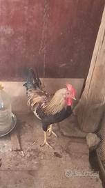 C.a.m.b.i.o gallo