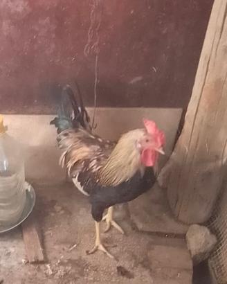 C.a.m.b.i.o gallo