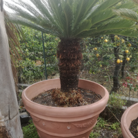 Cycas