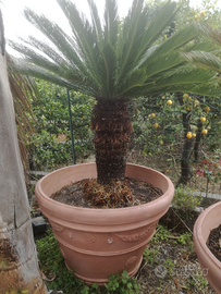 Cycas