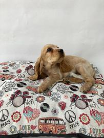 Cocker Spaniel