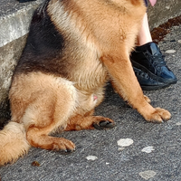 Pastore tedesco per monta