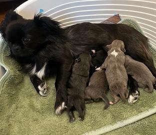 Cuccioli Chihuahua con Pedigree