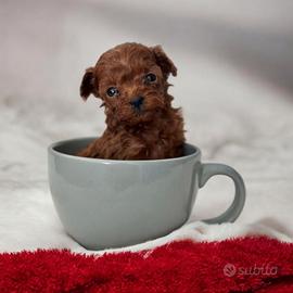 Barboncini asiatici red intenso mini toy teacup