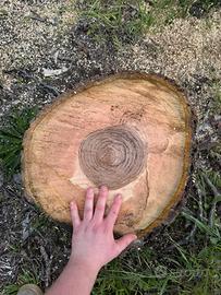 tronchi di legno di noce tagliati a pezzi.