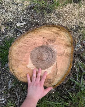 tronchi di legno di noce tagliati a pezzi.