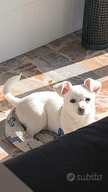 Cucciolo Incrocio chihuahua e pincher