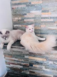 Ragdoll Red bicolor