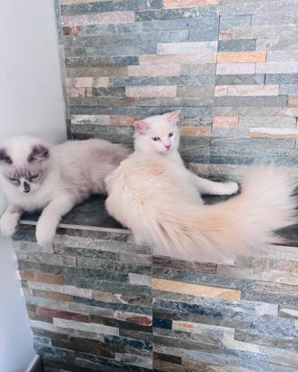 Ragdoll Red bicolor
