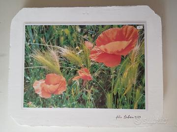 foto-quadro. 