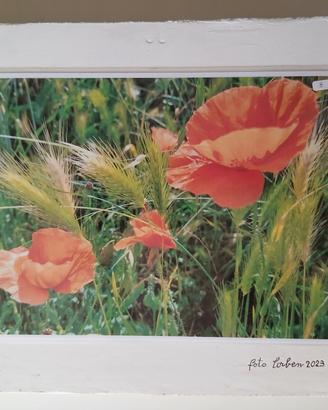 foto-quadro. 