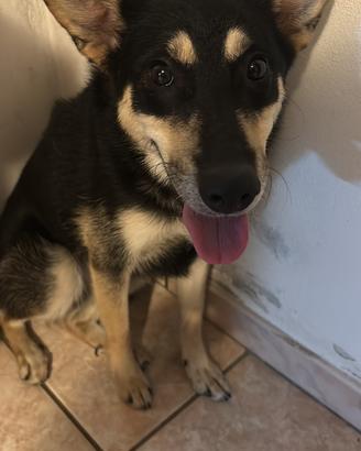 Cane media-grande taglia