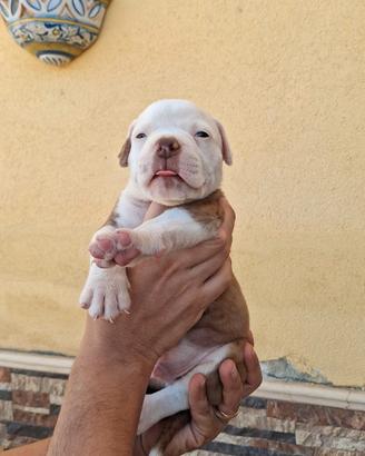 Bulldog americano