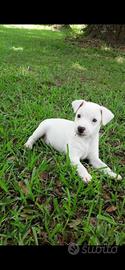 Cani razza piccola