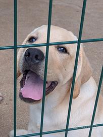 Cuccioli Labrador da Allevamento