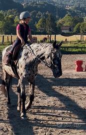 Cavallo