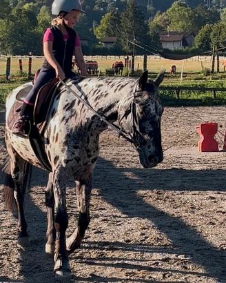 Cavallo