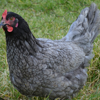 Galline Ornamentali