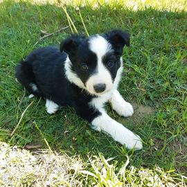 Cuccioli di Border Collie
