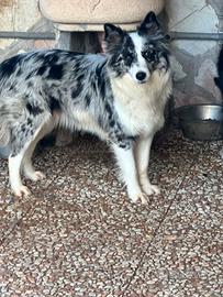 Border collie