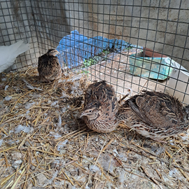 Quaglie un maschio 3 femmine NON SPEDISCO