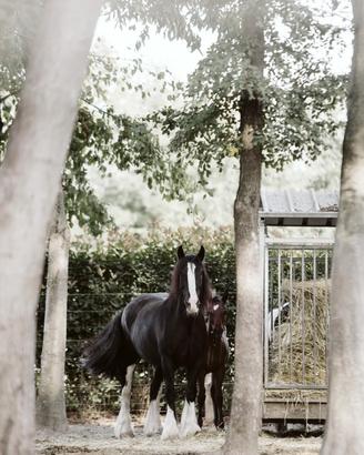 Cavallo per MEZZAFIDA 14 anni