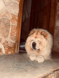 Chow Chow