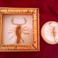 Scorpioni in teca