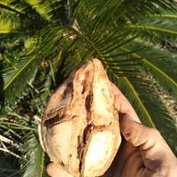 Patate dolce Okinawa Tubero 10cm