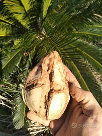 Patate dolce Okinawa Tubero 10cm