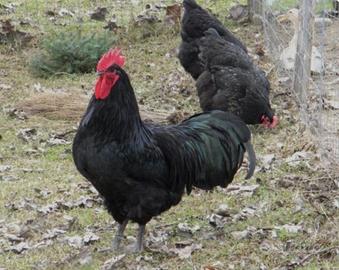 Auracane e australorp