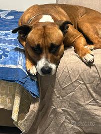 Cane femmina per accoppiamento