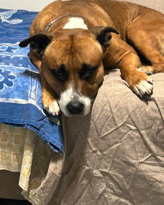 Cane femmina per accoppiamento