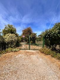 Terreno piantumato fronte strada