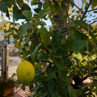 Albero di limoni