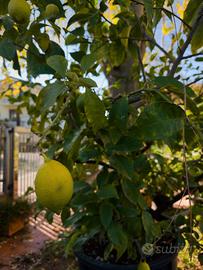 Albero di limoni