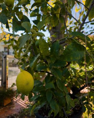 Albero di limoni