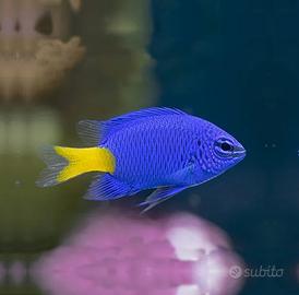 Pesce e paguri acquario marino