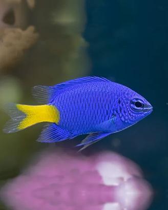 Pesce e paguri acquario marino