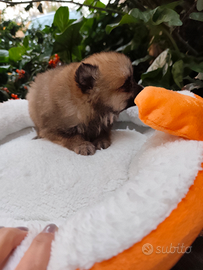 Oreste Pomerania nano