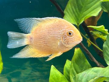 Cichlasoma severum gold