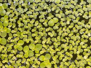 Lenticchia d’Acqua (Lemna Minor)