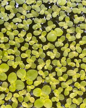 Lenticchia d’Acqua (Lemna Minor)