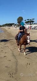 Cavallo Quarter