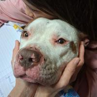 Amstaff
