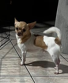 Chihuahua per monta