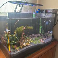 Acquario