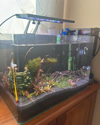 Acquario