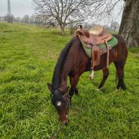 Cavallo monta Western adatto a principianti
